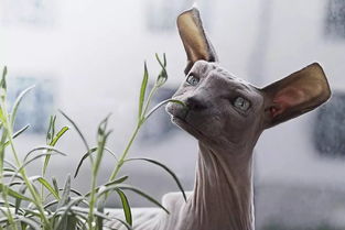 和我信里面領了小動物怎么換成養(yǎng)花