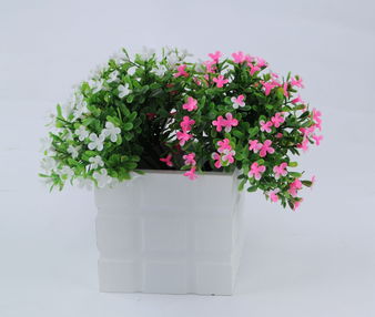 家里照不到太陽怎樣養(yǎng)花