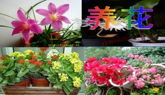 養(yǎng)花教學(xué)體會(huì)