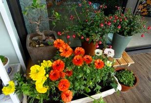 維c片能養(yǎng)花嗎