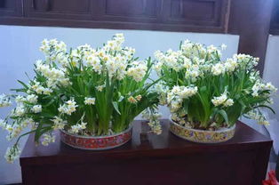 室內(nèi)養(yǎng)花老死