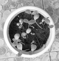 小學(xué)生日記養(yǎng)花