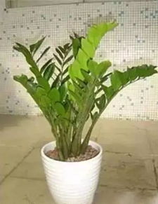 一起養(yǎng)花是什么意思