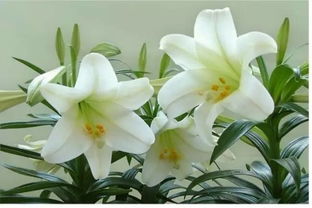 百合花盤養(yǎng)花