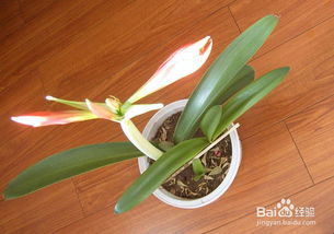 店里養(yǎng)花有什么講究