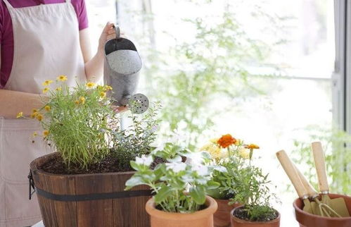 室內(nèi)養(yǎng)花沒有陽光怎么辦