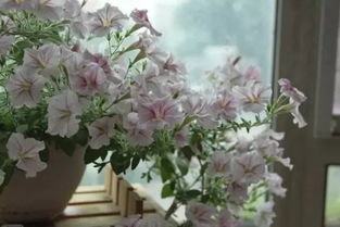 b12養(yǎng)花怎么辦