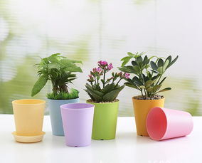 養(yǎng)花有黑色小飛蟲