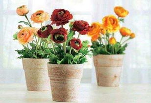 辦公室開空調(diào)適合養(yǎng)花嗎