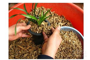 桉樹鋸末可以養(yǎng)花嗎