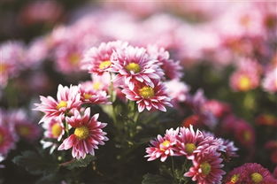 賞菊品菊養(yǎng)花育人