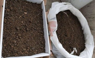 養(yǎng)花土里有泥丘好嗎