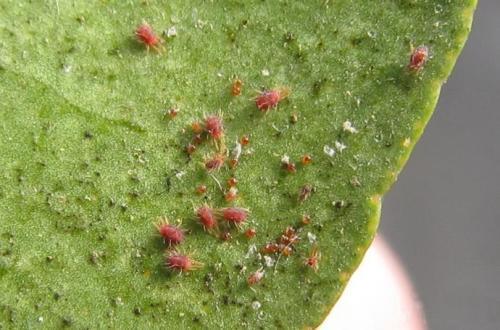 養(yǎng)花有紅蜘蛛用什么藥