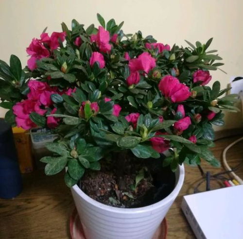 室內(nèi)照明不好如何解決養(yǎng)花日照