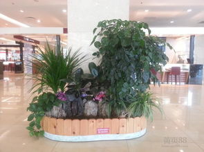室內(nèi)綠化創(chuàng)新創(chuàng)業(yè)