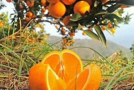 橘子怎么保存，小橘子怎么保存時(shí)間長(zhǎng)？圖3