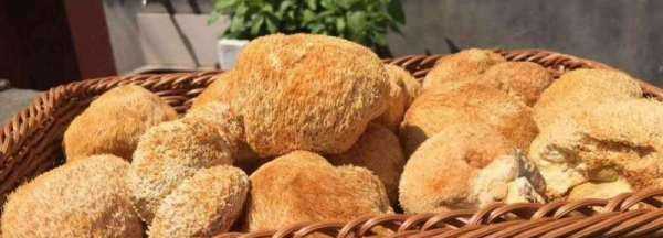 猴頭菇可以冷凍保存,干猴頭菇可以冷凍保存嗎圖1