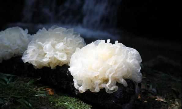 銀耳蓮子羹一周吃幾次，養(yǎng)生壺?zé)蹉y耳蓮子羹需要多長(zhǎng)時(shí)間？圖3