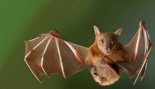 蝙蝠會(huì)咬人,想知道蝙蝠會(huì)咬人嗎圖1