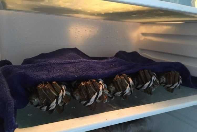 螃蟹放在冰箱可以嗎