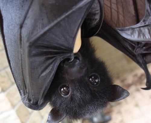 蝙蝠會(huì)咬人嗎?有毒嗎