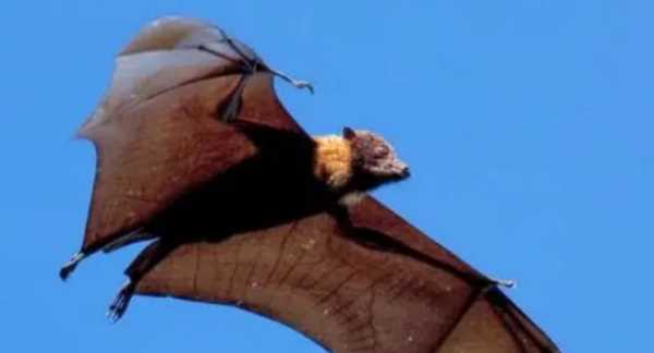 蝙蝠會(huì)咬人,想知道蝙蝠會(huì)咬人嗎圖4