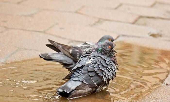 貓頭鷹、鵝、大燕、老鷹、鴿子哪些是既會飛又會游泳的動物