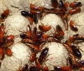 櫻桃蟑螂要捏死再喂嘛