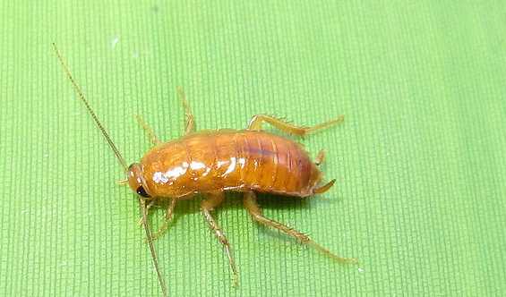 櫻桃蟑螂怕熱,櫻桃蟑螂要捏死再喂嘛圖3