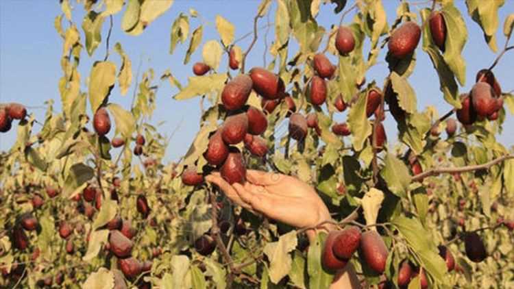 送棗的寓意是什么意思,送棗的寓意是什么意思