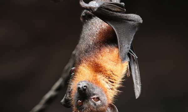 貓頭鷹，蝙蝠，燕子，丹頂鶴誰不是鳥類