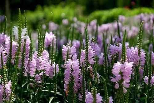 什么花有毒，什么花有毒?(全部)？圖1