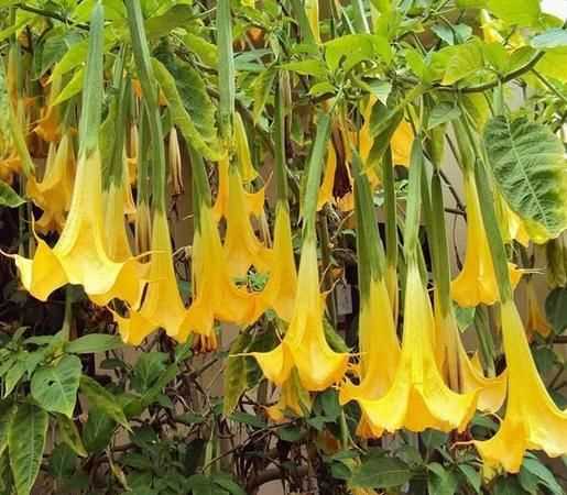 什么花神秘有毒