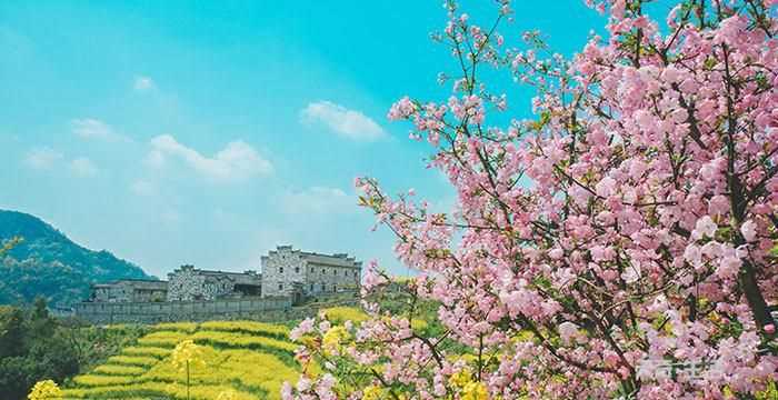 2月會(huì)開什么花的圖片