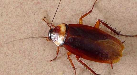 蟑螂在冰箱里能存活,蟑螂會(huì)跑到冰箱里面嗎圖1