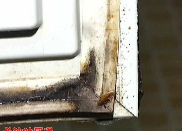 冰箱冷藏室蟑螂能生存嗎