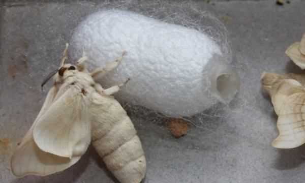 蠶的幼蟲是昆蟲,要是判斷蠶是不是昆蟲是看它是飛蛾還是蠶寶寶呢圖1