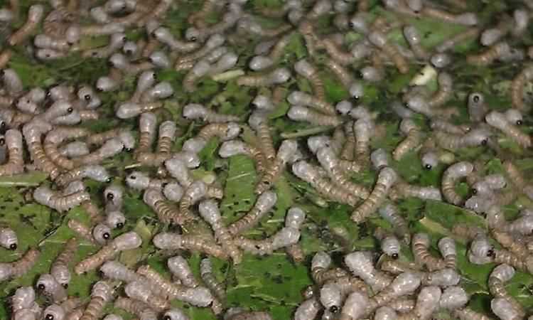 蠶寶寶是昆蟲類嗎