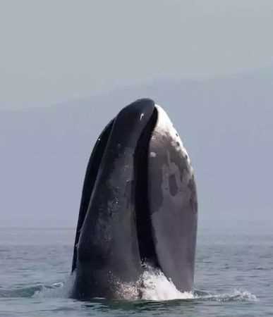 Grace是不是最長壽的海洋動物