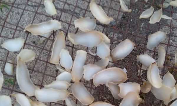 新鮮百合能直接曬干,百合花苞發(fā)干為什么呢圖8