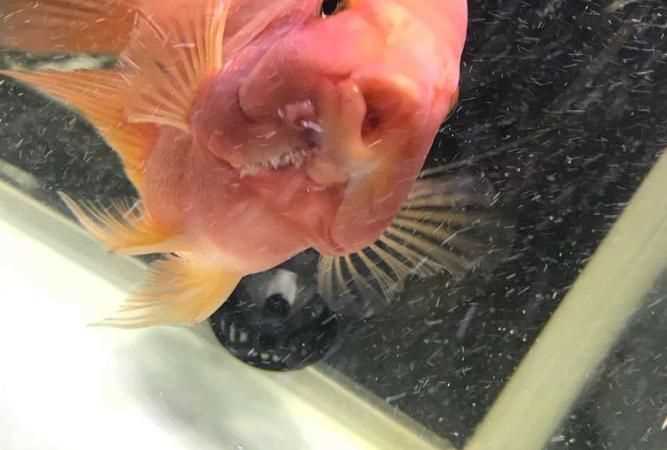 魚鰓里面白色像彈簧是什么