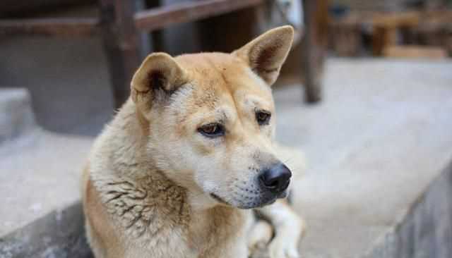 蜱蟲怕什么藥和氣味，蜱蟲死死咬在狗狗身上，要怎么取下來？圖1