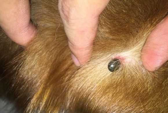 蜱蟲怕什么藥和氣味，蜱蟲死死咬在狗狗身上，要怎么取下來？圖2