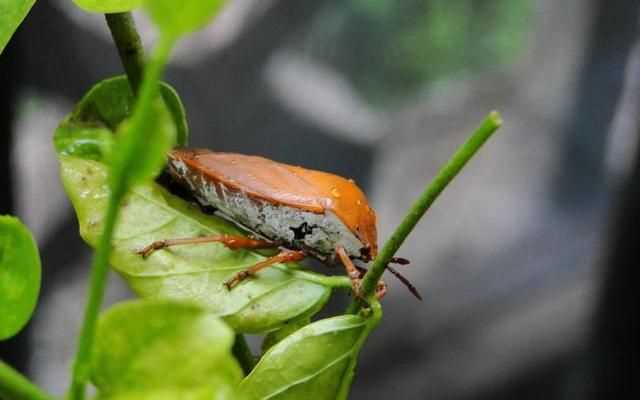 杯子放久了有異味怎么辦，杯子放久了里面有臭屁蟲，怎么弄才可以清洗干凈？圖1