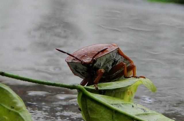 杯子放久了有異味怎么辦，杯子放久了里面有臭屁蟲，怎么弄才可以清洗干凈？圖3