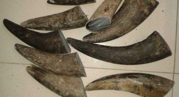 怎樣將牛角變軟定型,牛角放機(jī)油里煮會軟化定型嗎圖2