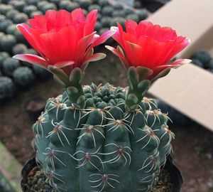 電腦旁邊放的仙人球，真能防輻射嗎