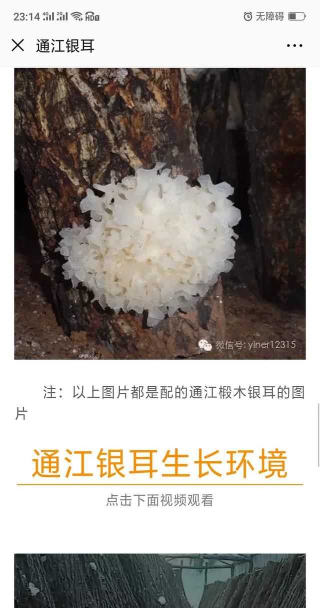 隔夜的白木耳能吃嗎，煮好的白木耳和蓮子放冰箱過夜能吃嗎？圖8