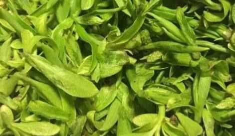 柳樹芽怎么吃,柳樹芽怎么做好吃,長期吃可以嗎?圖1