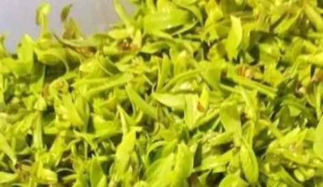 柳樹芽怎么吃,柳樹芽怎么做好吃,長期吃可以嗎?圖2